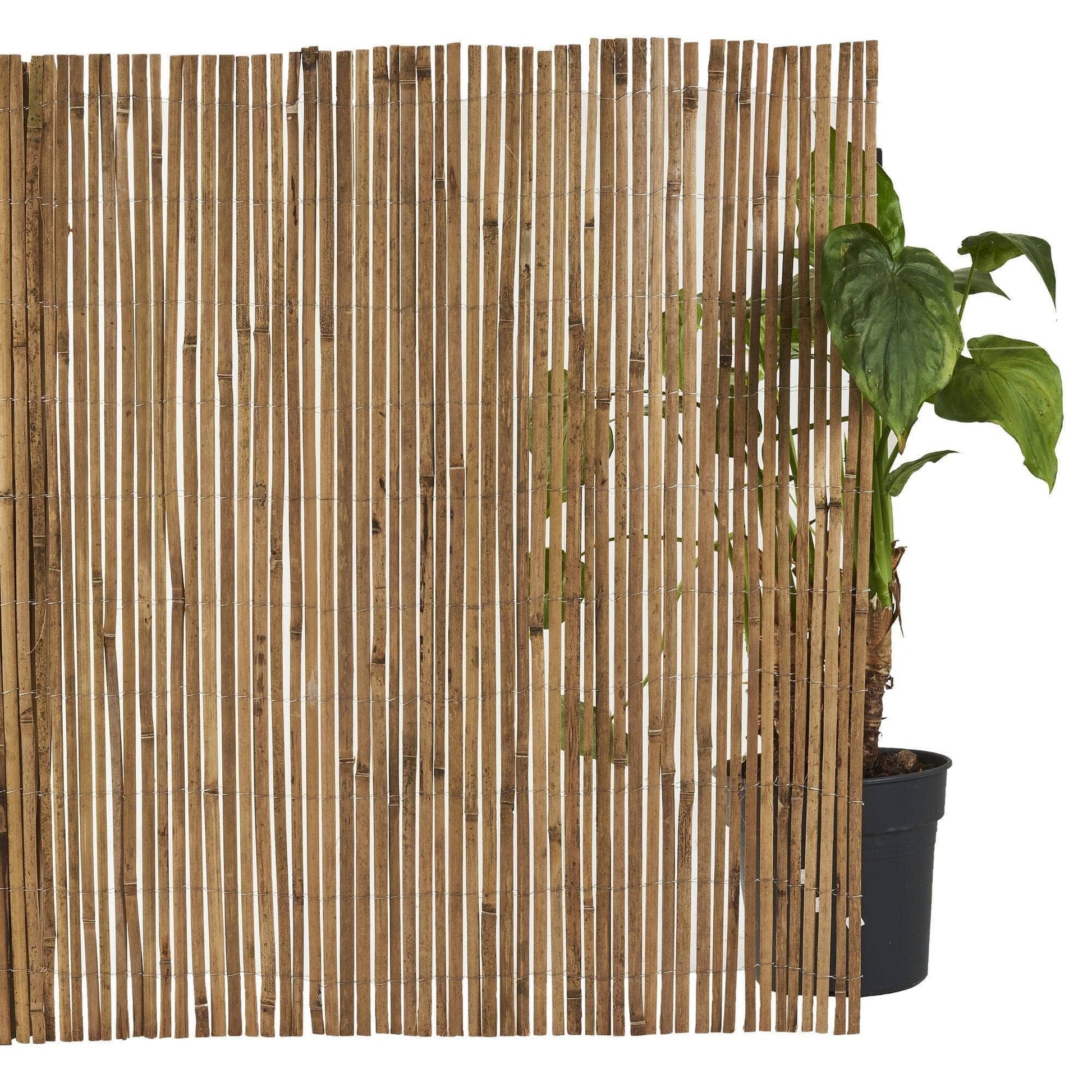 Bricocenter NATURAL NATERIAL ARELLA 1,5X3MT MEDIUM COVERAGE HALF-BARREL