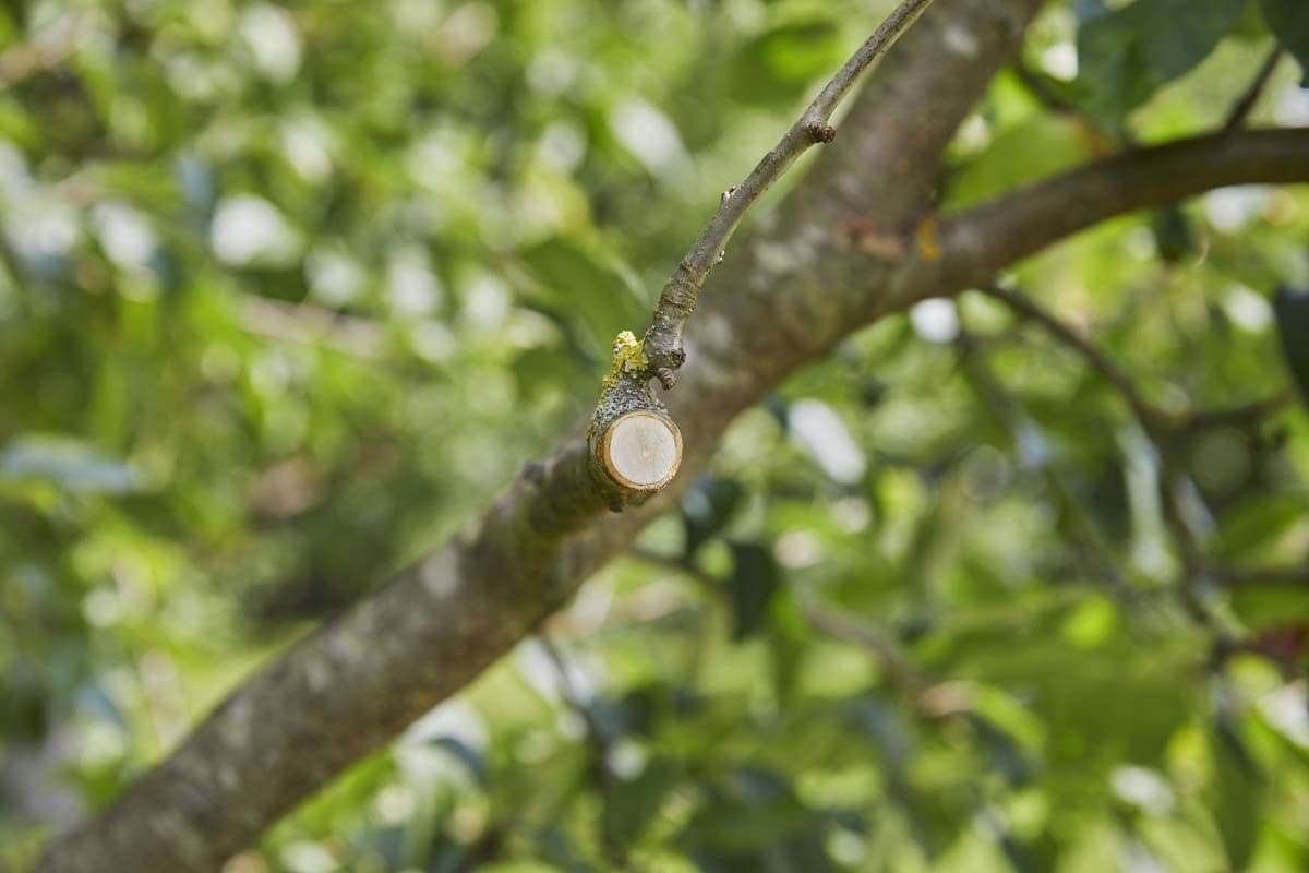 GARDENA BATTERY SHEAR CUT 25MM ASSISTCUT - Premium  from Bricocenter - Just €169.99! Shop now at Maltashopper.com