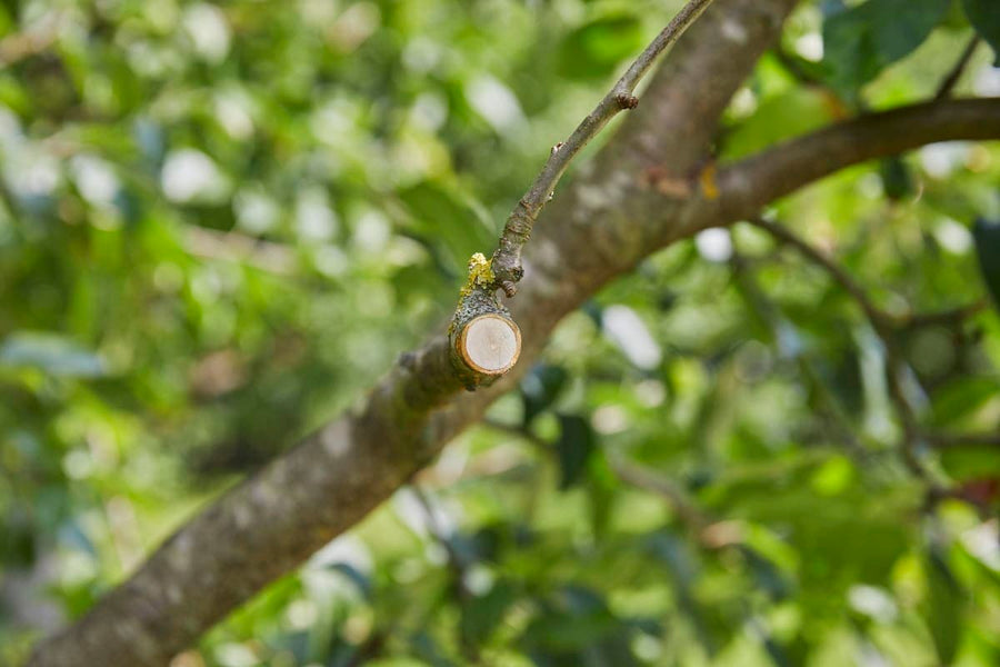 GARDENA BATTERY SHEAR CUT 25MM ASSISTCUT - Premium  from Bricocenter - Just €169.99! Shop now at Maltashopper.com