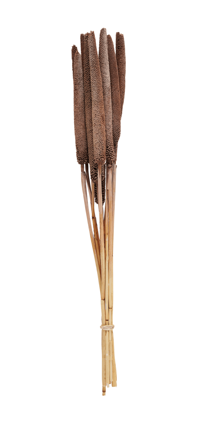BABALA Marsh cane set of 10 4 ochre colours - best price from Maltashopper.com CS662844-OCHRE