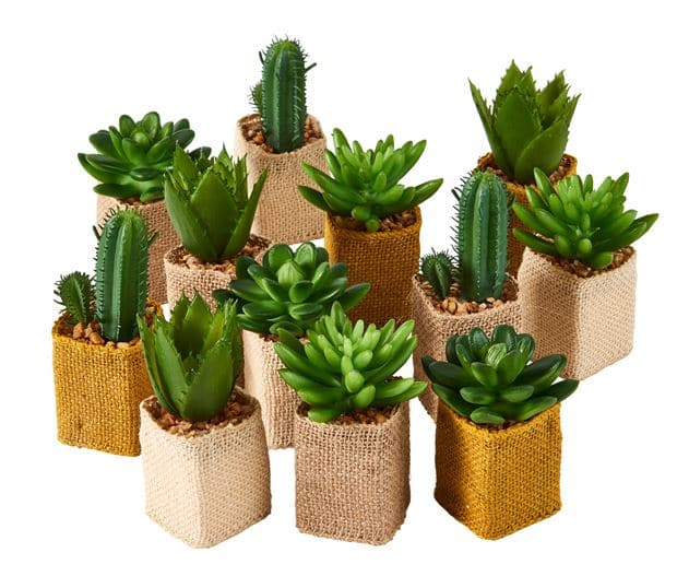 CACTUS COLOR SUCCULENT 4 shapes, 3 color variants - best price from Maltashopper.com CS668829