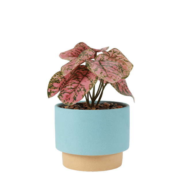 Casa PORCELAIN POT WITH PLANT 2ASS