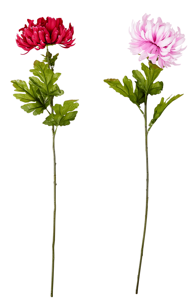 CHRYSANTHEMUM Chrysanthemum, pink, L 85cm - best price from Maltashopper.com CS679476-PINK