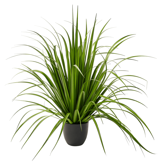 ALLIUM Green decorative grass - best price from Maltashopper.com CS679490