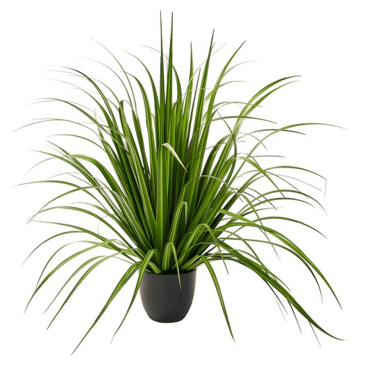 ALLIUM Green decorative grass - best price from Maltashopper.com CS679490