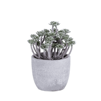 FLOCKY Green potted plant - best price from Maltashopper.com CS661080-GREEN