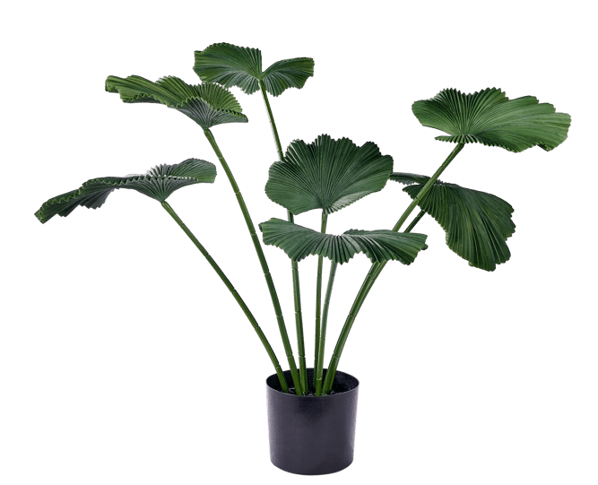 LOTUS Green plant - best price from Maltashopper.com CS687603