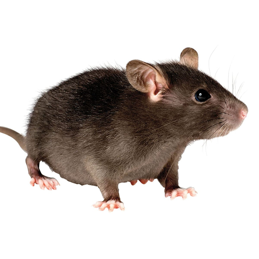 Bricocenter RODENTICIDE GLUE 135GR