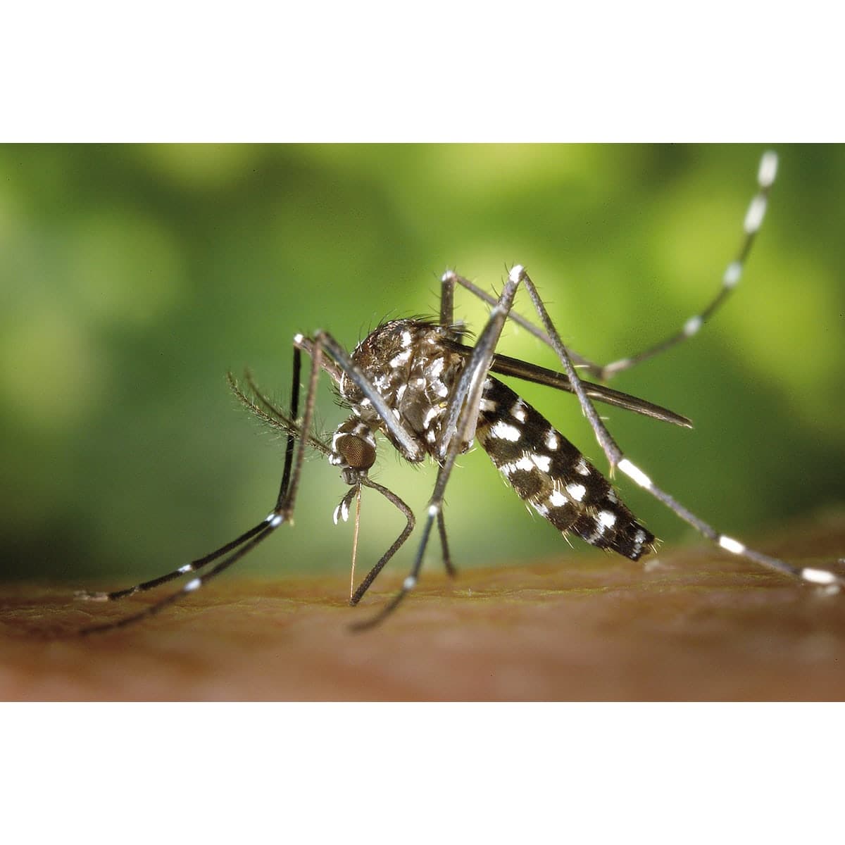 Bricocenter INSECTICIDE FLY AND MOSQUITO SPRAY 600 ML