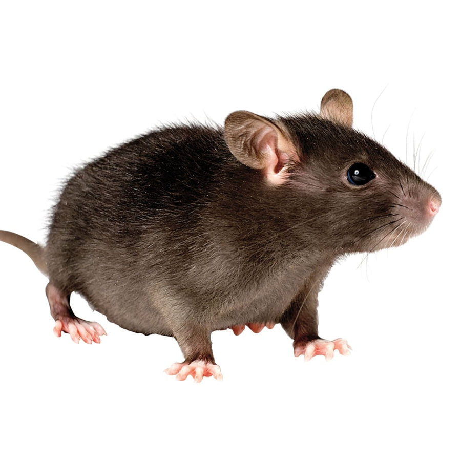 PARAFFIN BLOCK RAT POISON 300 G - best price from Maltashopper.com BR510006437