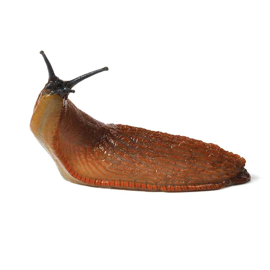 Bricocenter LUMAFERR PLUS SNAIL BAIT 200 G