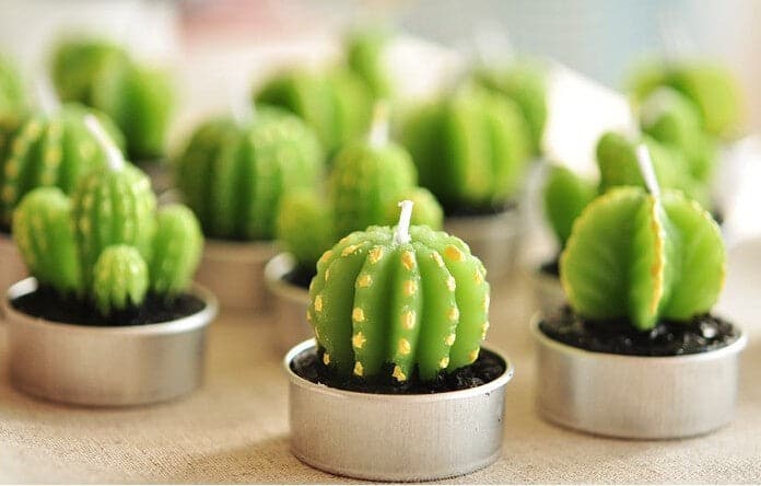 Set of 6 Succulent Cactus Tealights in Gift Box