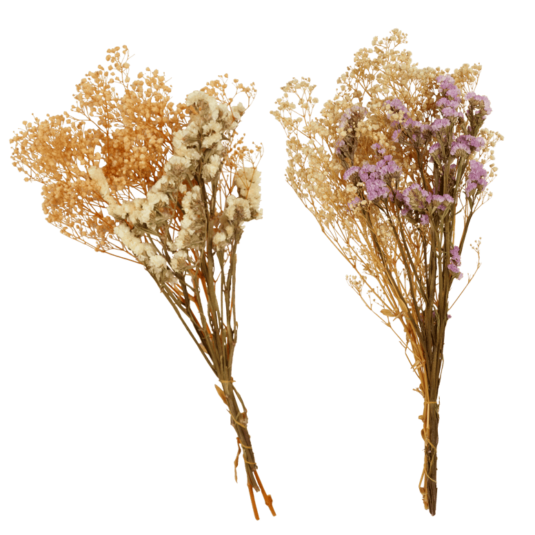 MINA Dry Bouquet 2 colours beige