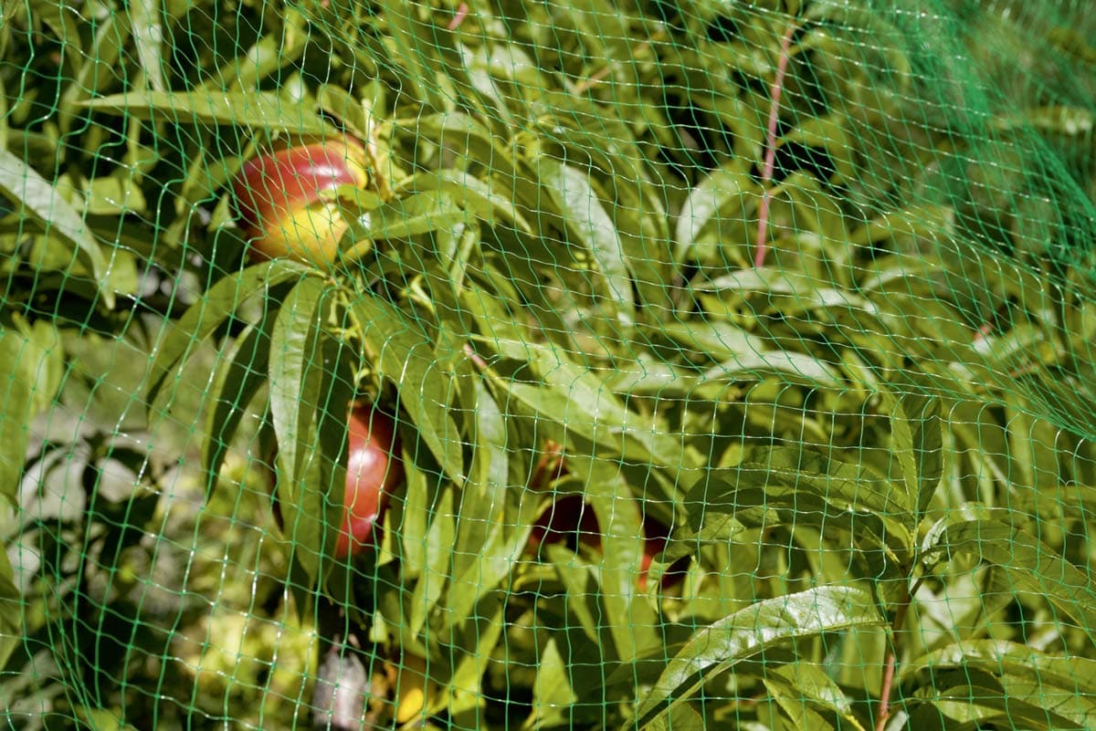 Bricocenter ANTI-BIRD NET 2X5MT POLYPROPYLENE