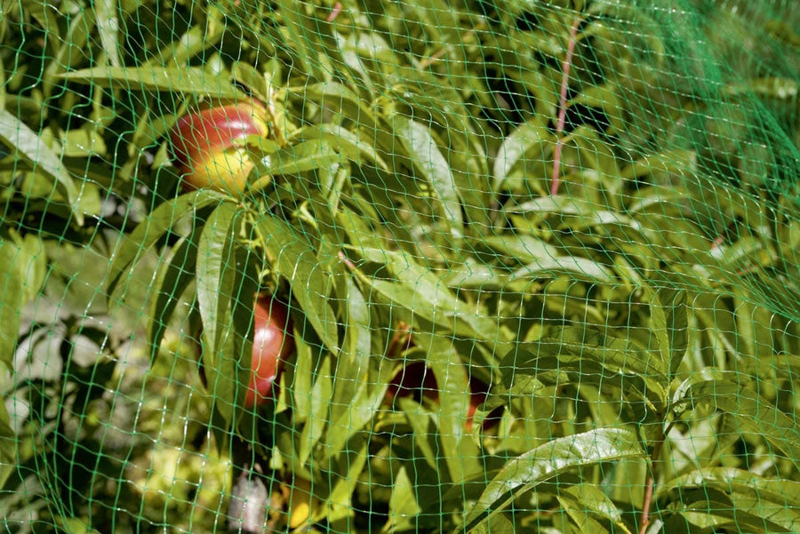 Bricocenter ANTI-BIRD NET 2X5MT POLYPROPYLENE