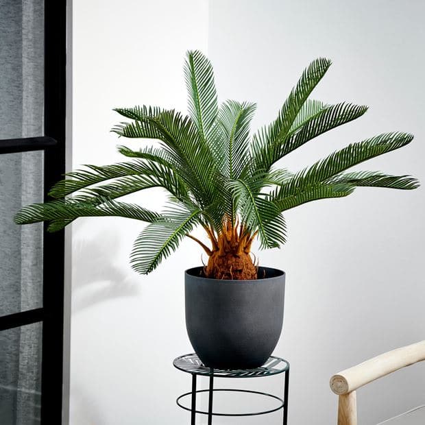 CYCAS Green palm H 80 cm - Ø 78 cm - best price from Maltashopper.com CS624722