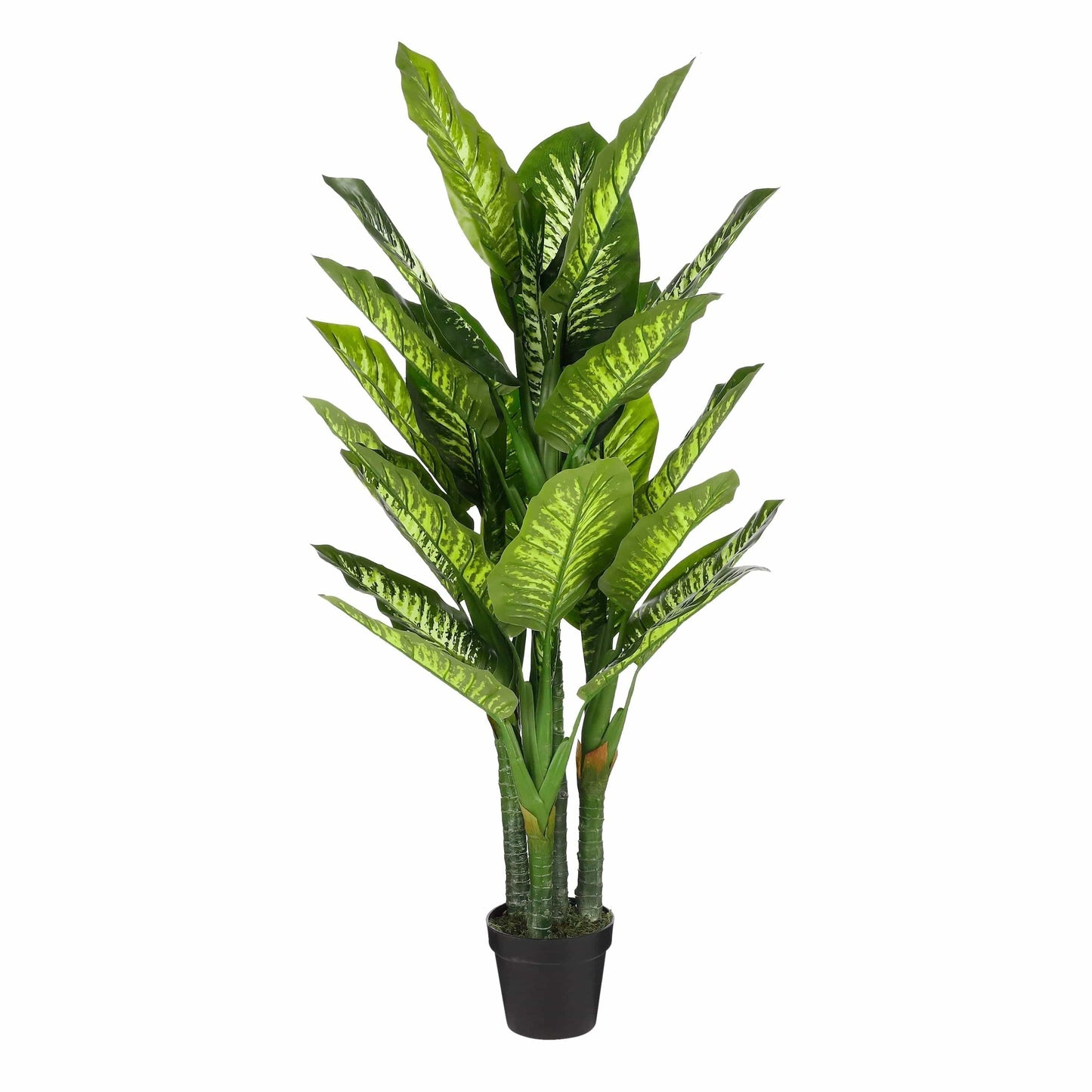 Bricocenter DIEFFENBACHIA IN PLASTIC POT 150 CM DIAM 70 CM