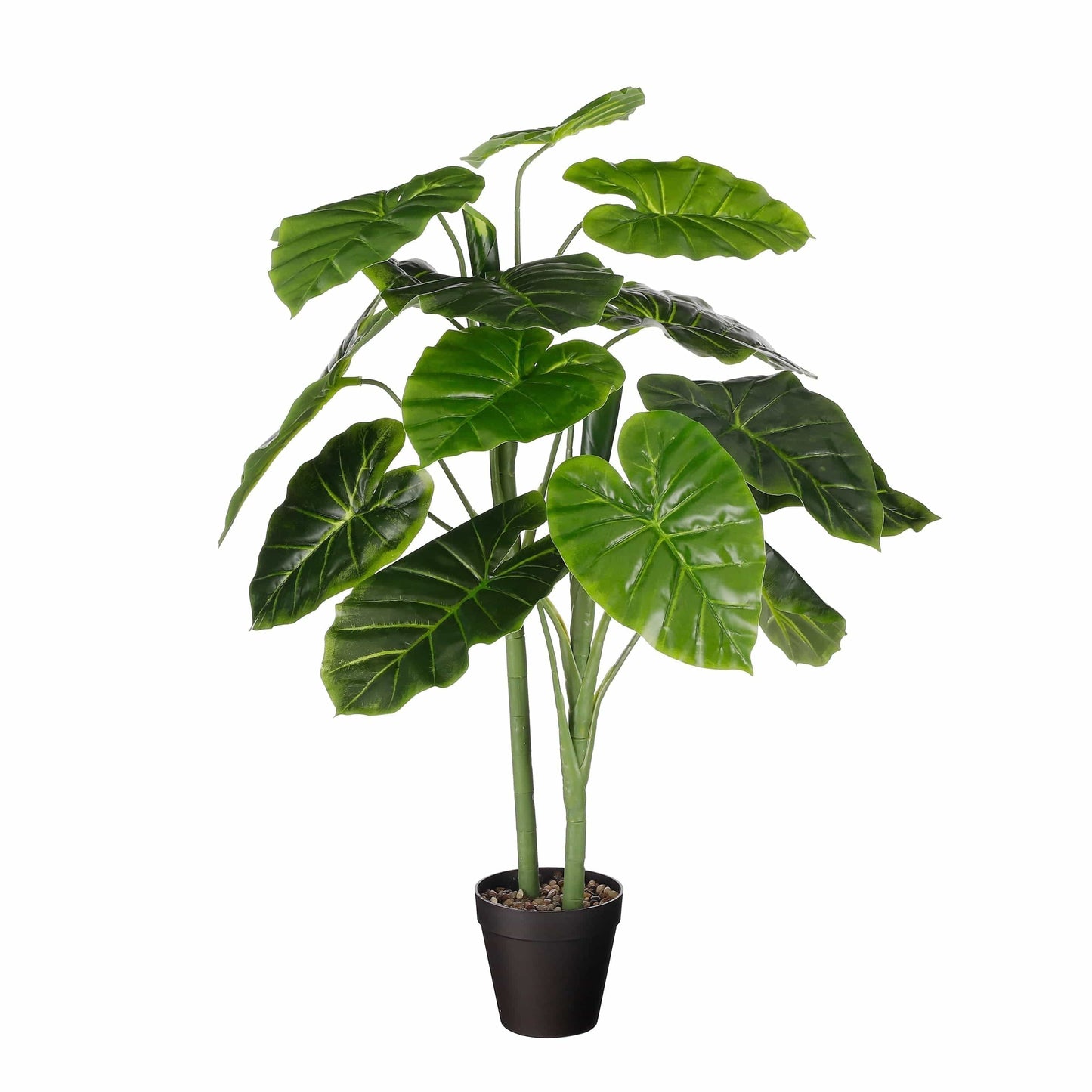 Bricocenter HALOCASIA IN PLASTIC POT 100 CM DIAM 50 CM