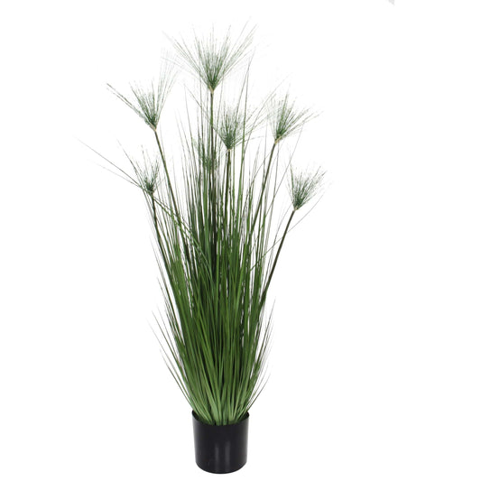 Bricocenter PAPYRUS PLANT H150 IN PLASTIC POT