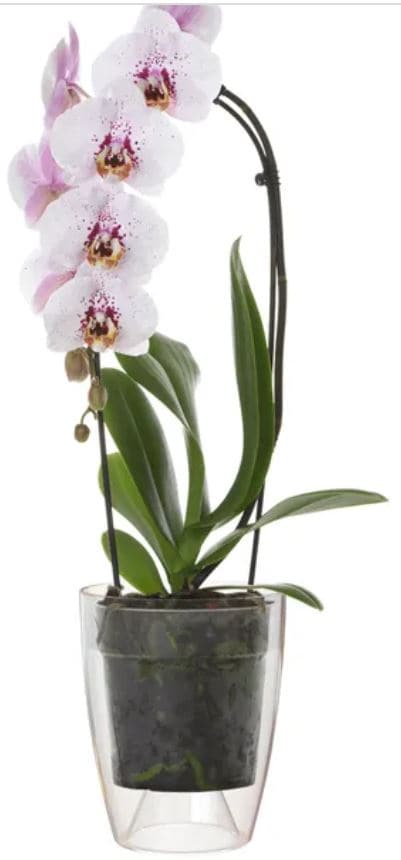 ORCHID VASE CM 12,7 H 15 TRANSPARENT