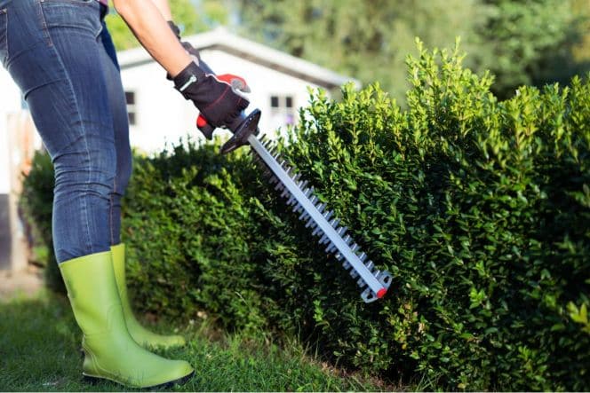 STERWINS 20V CORDLESS HEDGE TRIMMER - best price from Maltashopper.com BR500011527