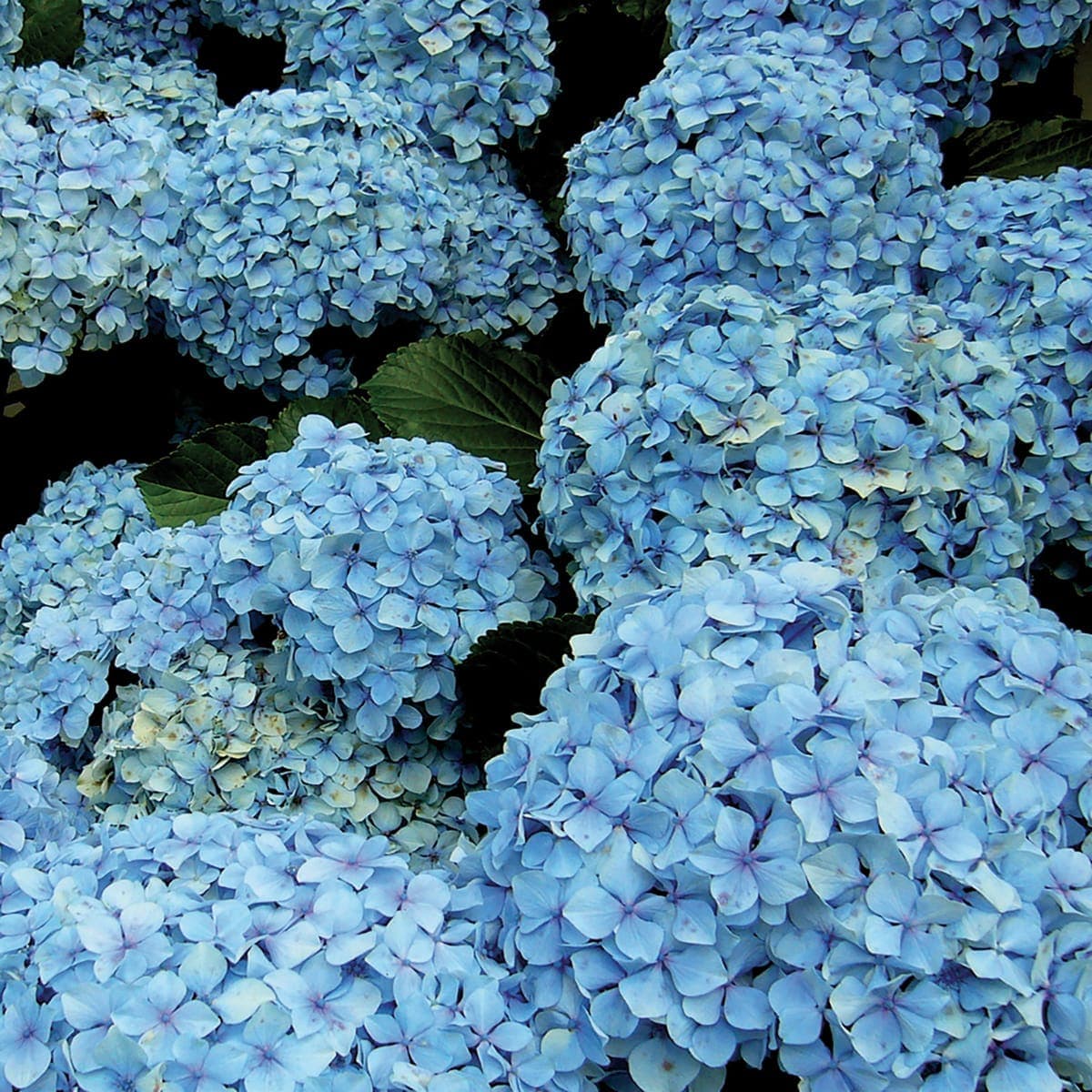 Bricocenter BLUING GRANULAR FERTILISER FOR HYDRANGEAS 1 KG