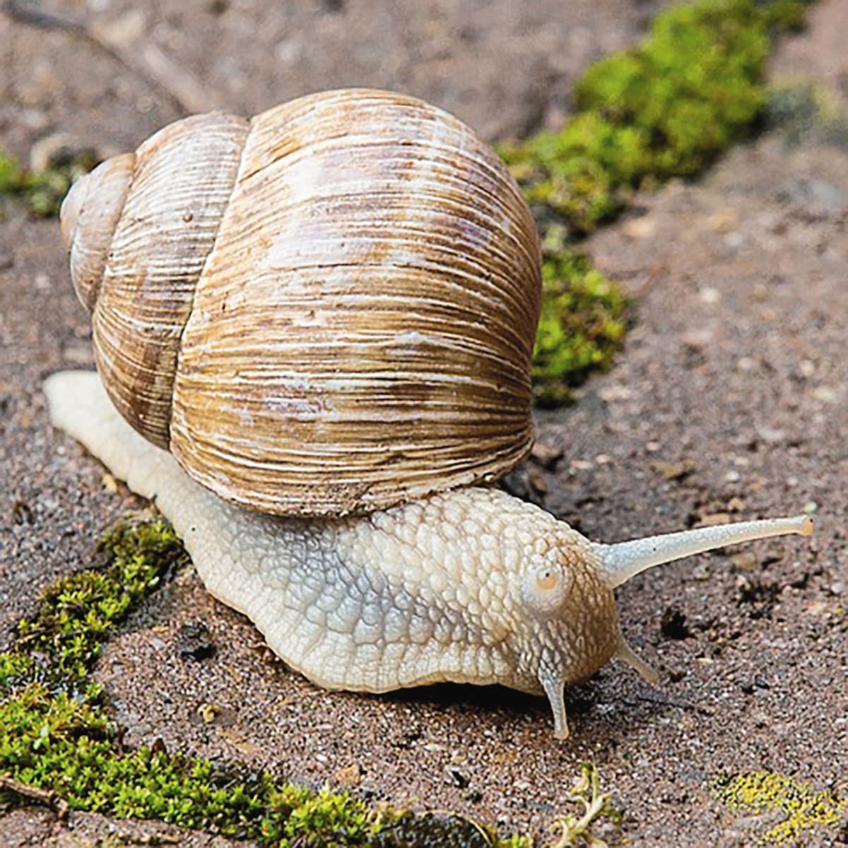 Bricocenter SNAIL BAIT 1500 G