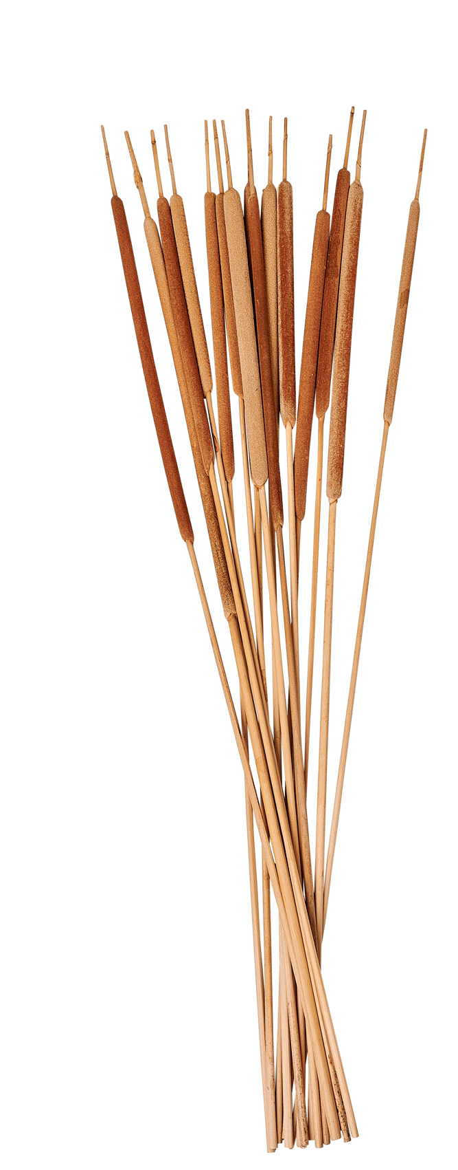 TYPHA Marsh cane set of 15 natural - best price from Maltashopper.com CS677936