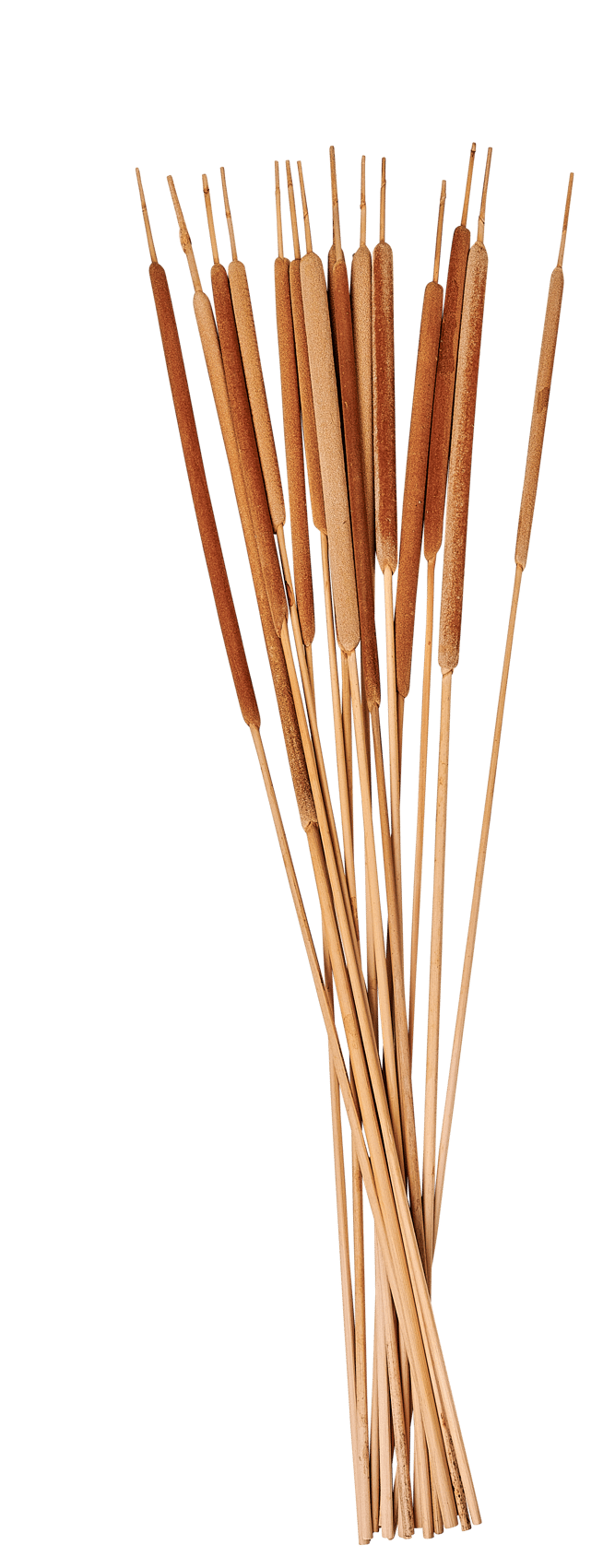 Casa TYPHA S/15 CANES 70CM