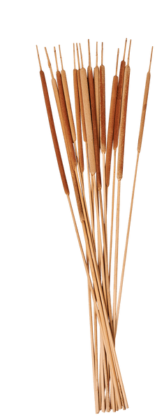 TYPHA S/15 CANES 70CM