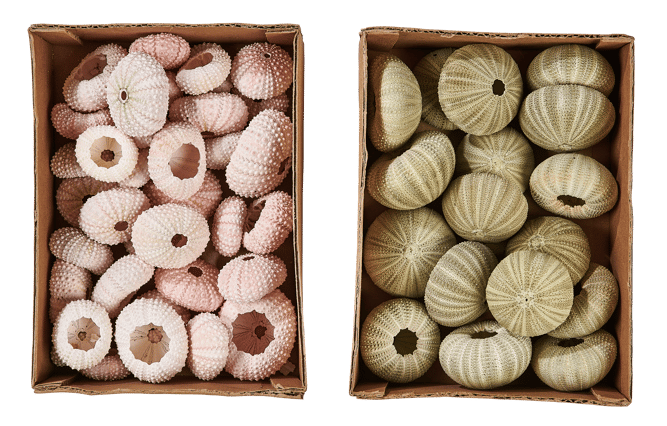 URCHIN Shells in a box, pink - best price from Maltashopper.com CS671923-PINK