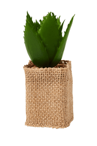 CACTUS aritificial potted succulents 4 models, light brown - best price from Maltashopper.com CS668829-LIGHT-BROWN