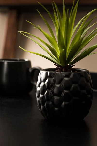 PINA Pineapple plant in black pot H 16 cm - Ø 6 cm - best price from Maltashopper.com CS598115