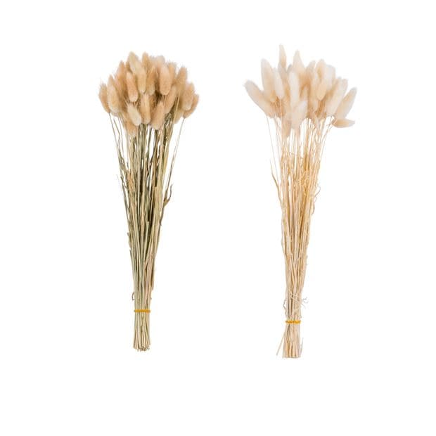 LAGURUS HARE’S TAIL DRIED 2COL - best price from Maltashopper.com CS655942