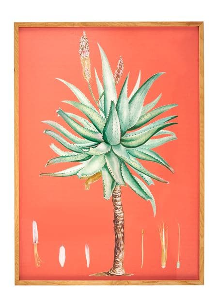 ALOE Wall deco various colors, orange, green H 70 x W 50 cm - best price from Maltashopper.com CS668626