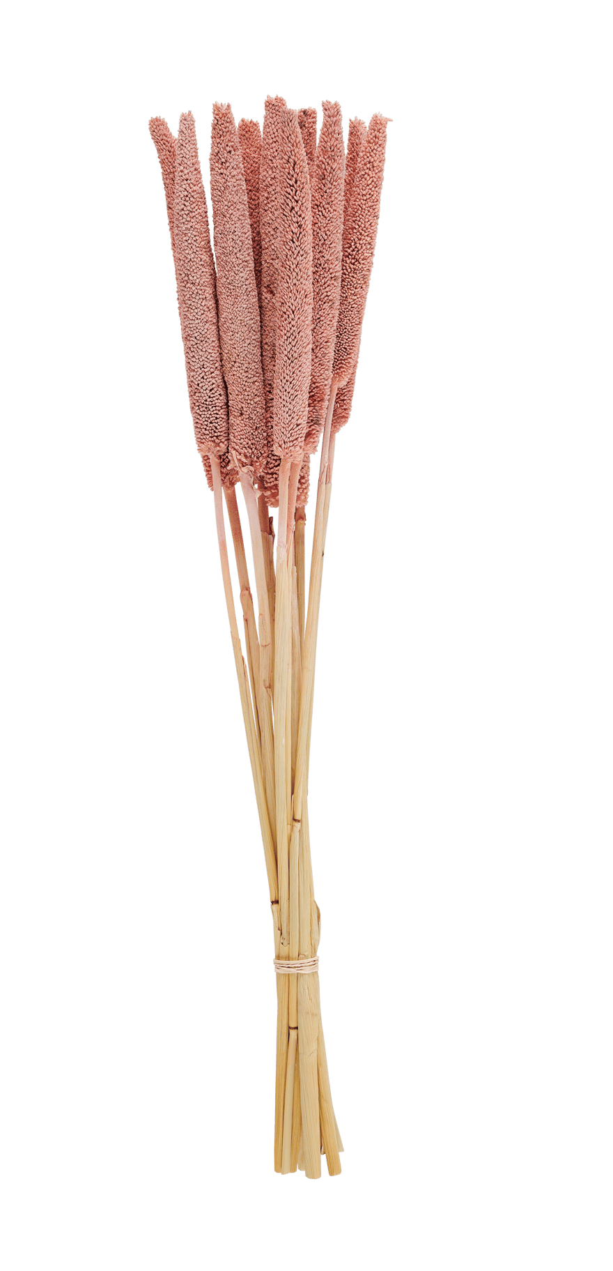 BABALA Marsh cane set of 10 4 ochre colours - best price from Maltashopper.com CS662844-OCHRE