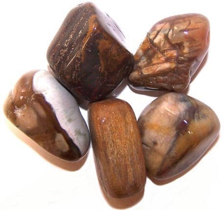 L Tumble Stones - Petrified Wood L - best price from Maltashopper.com TBM-10