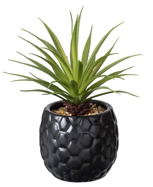PINA Pineapple plant in black pot H 16 cm - Ø 6 cm