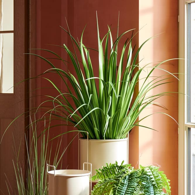 ALLIUM Green decorative grass - best price from Maltashopper.com CS679490