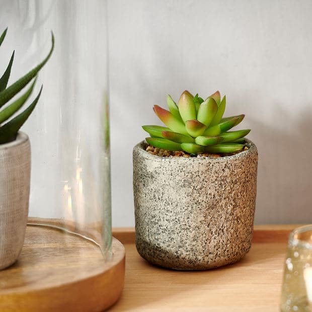 GRANIT Succulent plant in green pot H 11.5 cm - Ø 7.5 cm - best price from Maltashopper.com CS653198