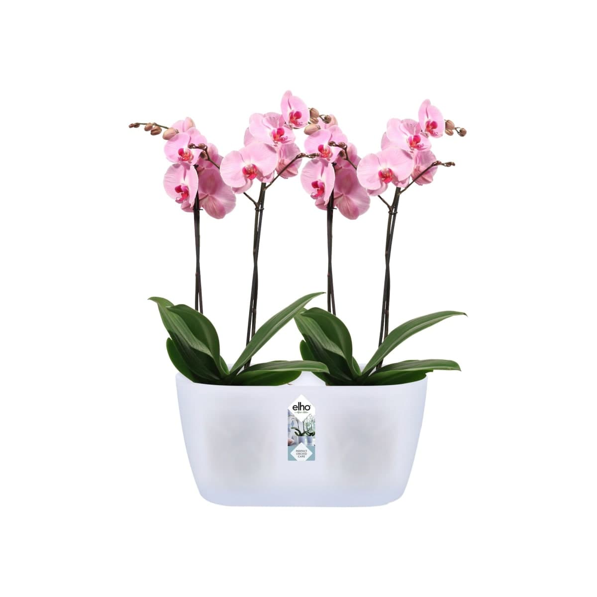 BRUSSELS ORCHID DUO COVER 25CM TRANSPARENT - best price from Maltashopper.com BR510009172