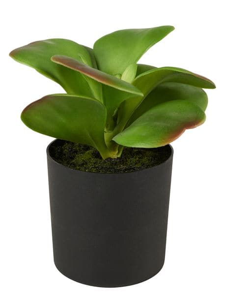 MOHAVE Faux potted succulents 6 model variants - best price from Maltashopper.com CS612129