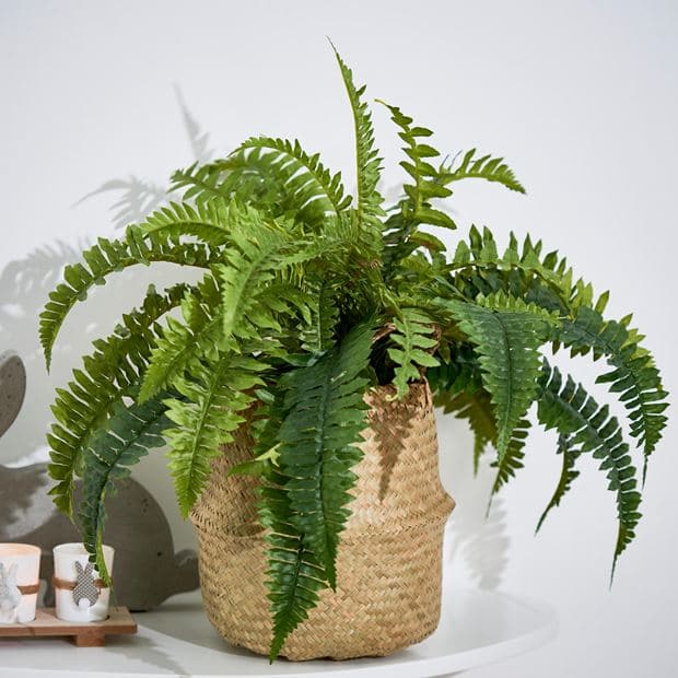 BOSTON Green fern H 55 cm - Ø 17 cm - best price from Maltashopper.com CS592900