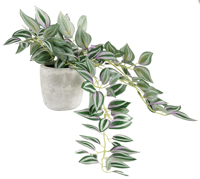 CALATHEA Hanging plant grey, green, purple - best price from Maltashopper.com CS678762