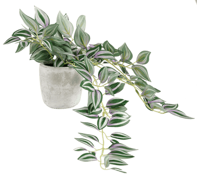 CALATHEA Hanging plant grey, green, purple - best price from Maltashopper.com CS678762