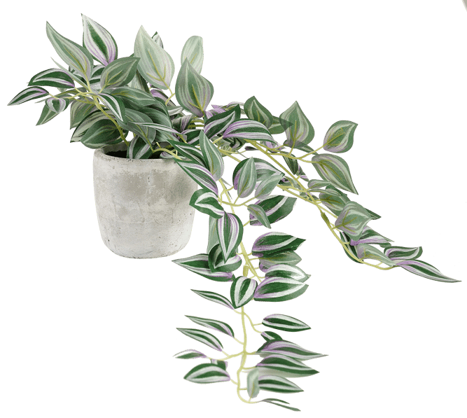 Casa CALATHEA Hanging plant grey, green, purple, H 22 x W 22 x L 45 cm