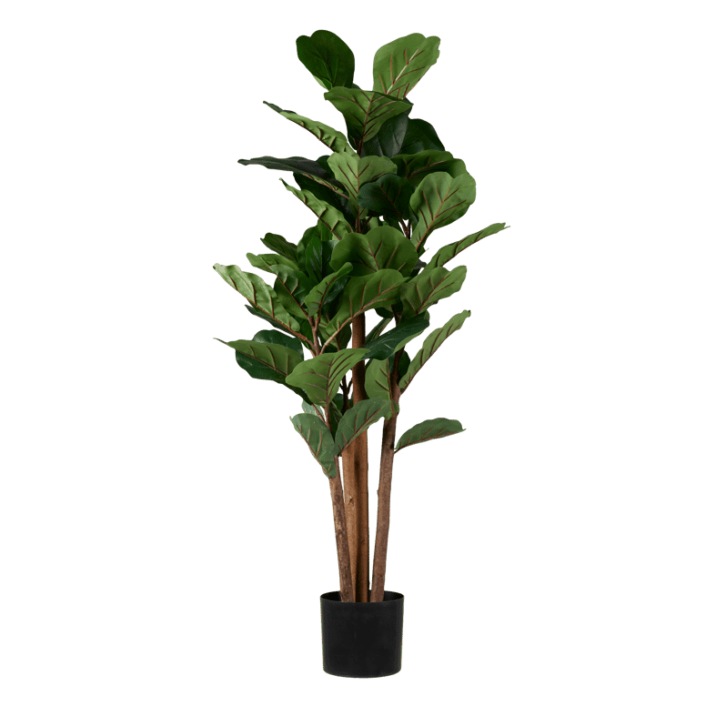 FIGI FIDDLE-LEAF FIG 120CM