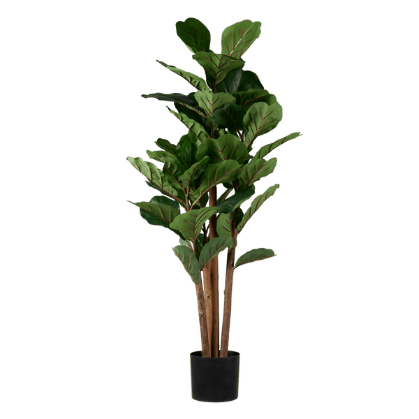 FIGI FIDDLE-LEAF FIG 120CM