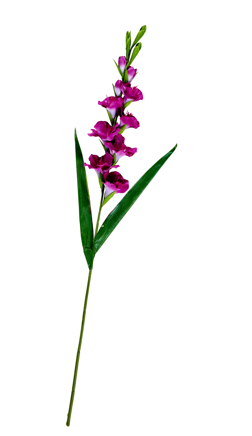 GLADIUS Gladiolus, 93cm, violet - best price from Maltashopper.com CS670397-PURPLE