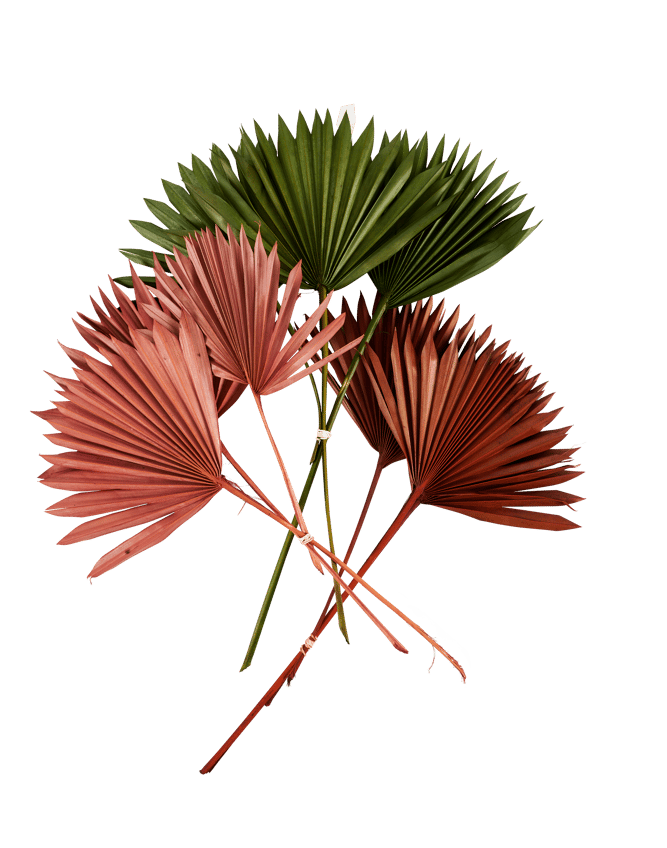 SPEAR Palm leaves set of 3 3 various colours, brown, green, perzikrozeH 54 x W 34 cm - best price from Maltashopper.com CS673799